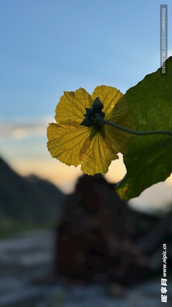黄色小花特写