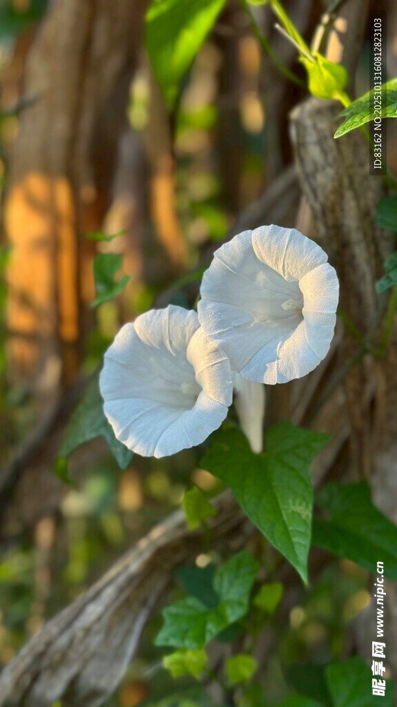 牵牛花