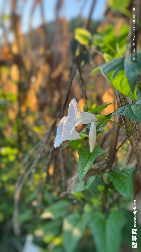 白色花朵绽放于绿叶间