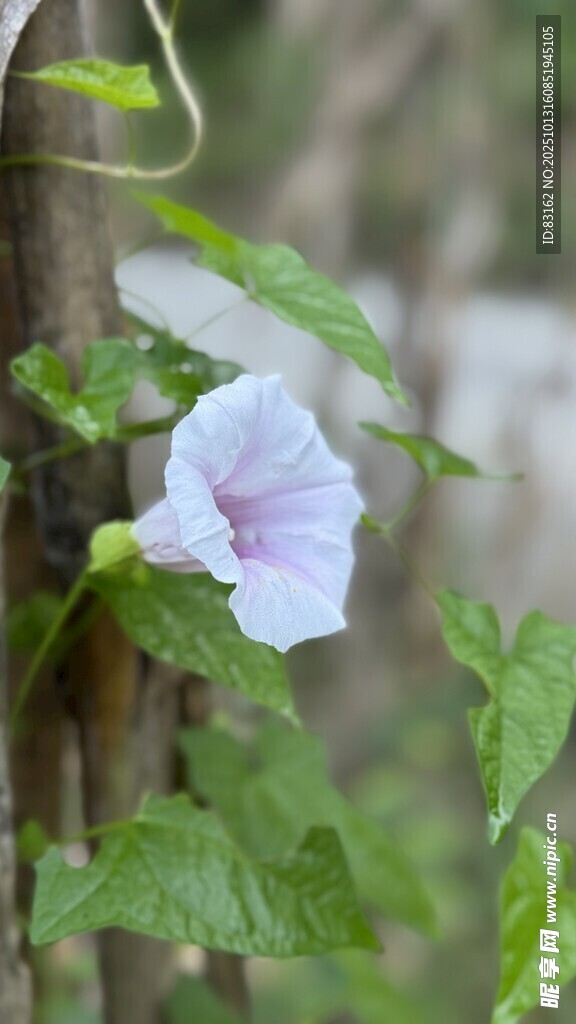 绽放的白色牵牛花