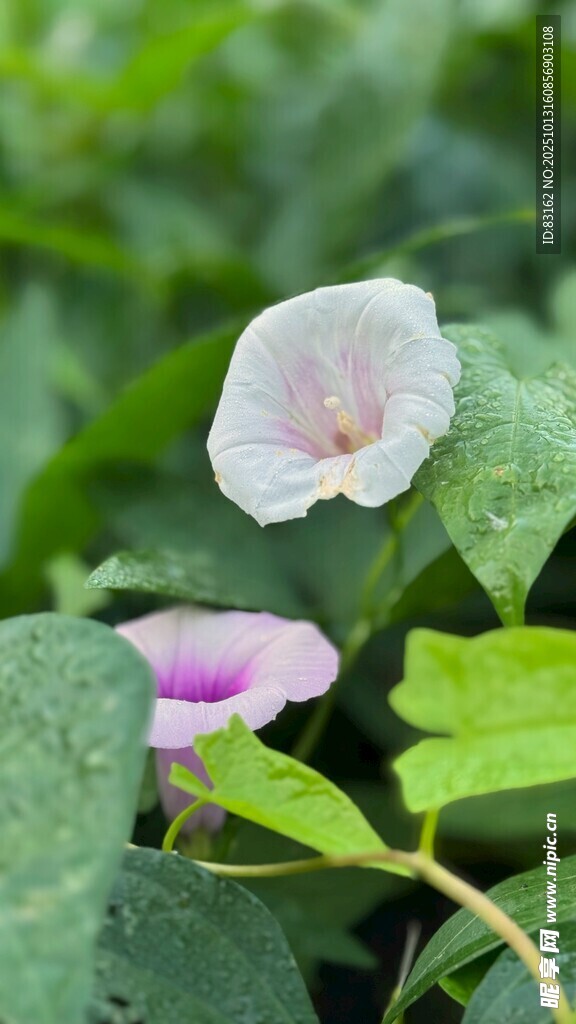 清新绽放的美丽牵牛花