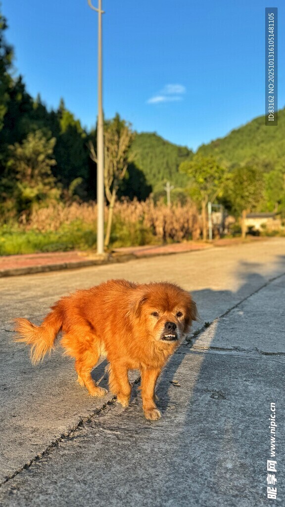 路上的金毛犬
