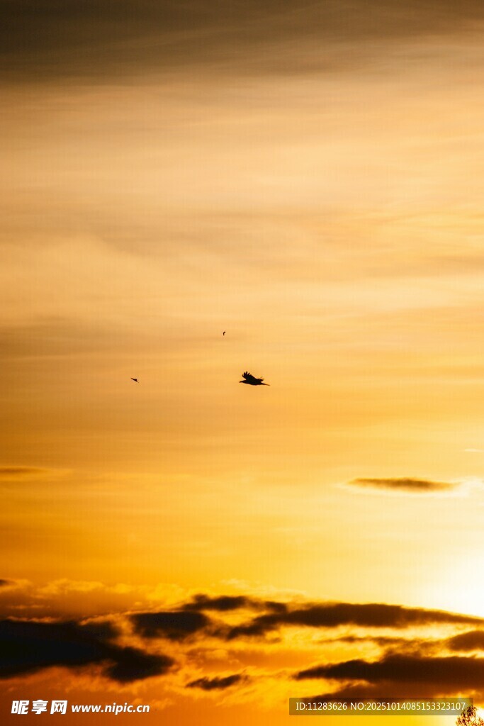 夕阳下飞鸟翱翔的美景