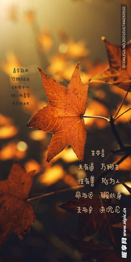 秋日枫叶 壁纸