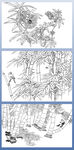 竹子 秋葵 白描画稿 三幅