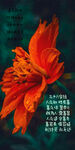 艳丽橙花绽放 壁纸