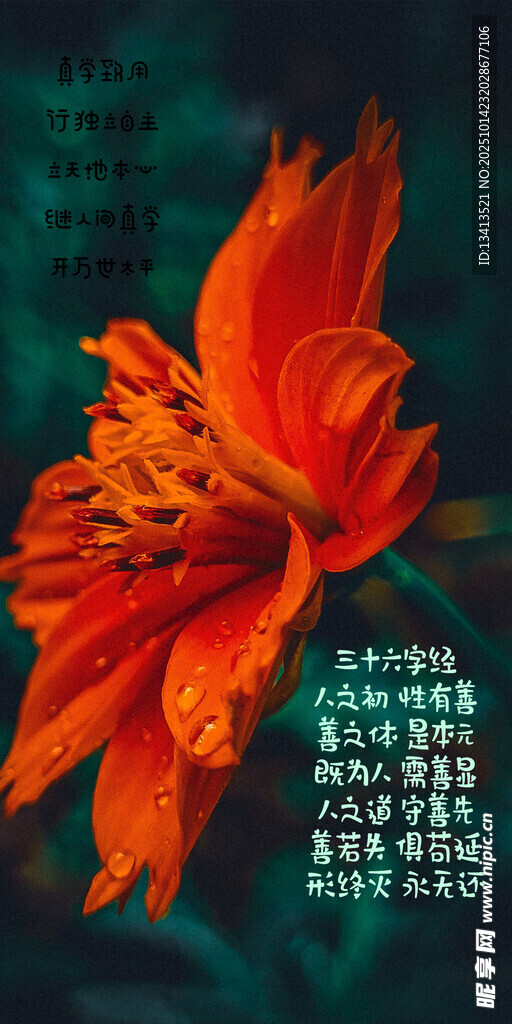 艳丽橙花绽放 壁纸