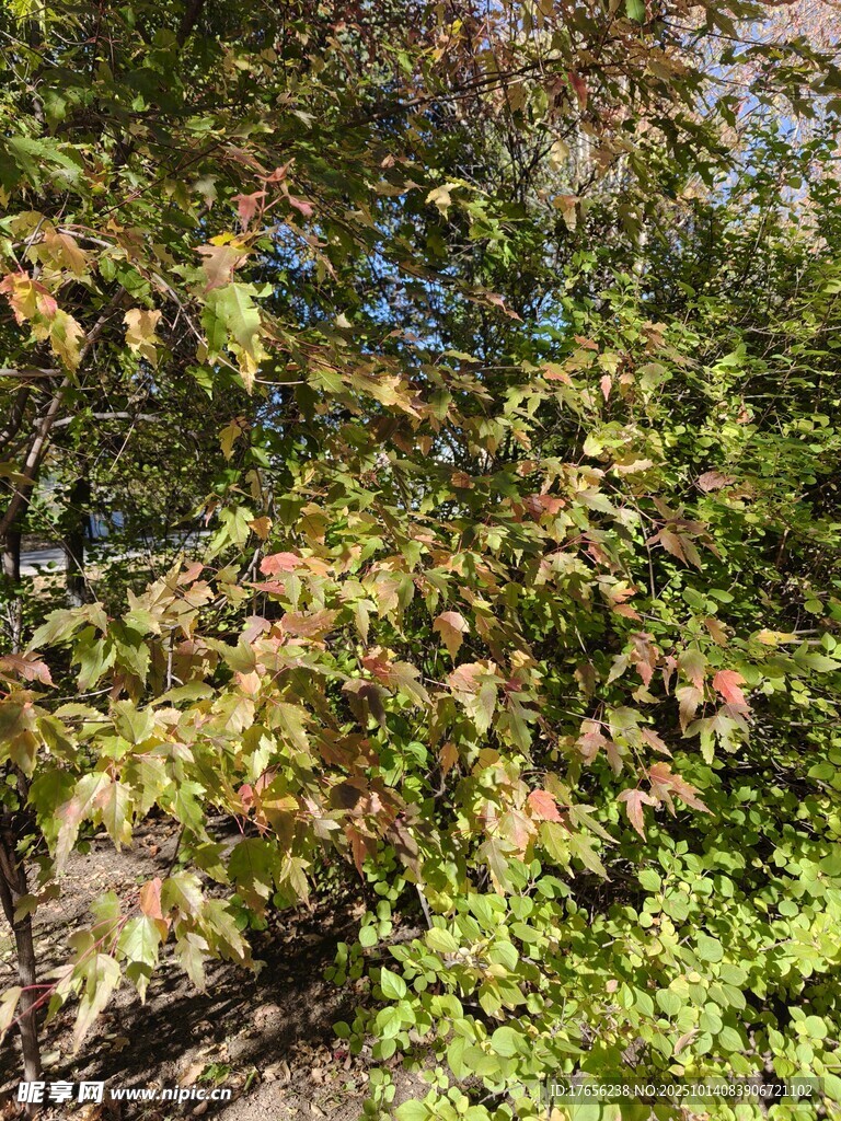 秋日多彩树林景致