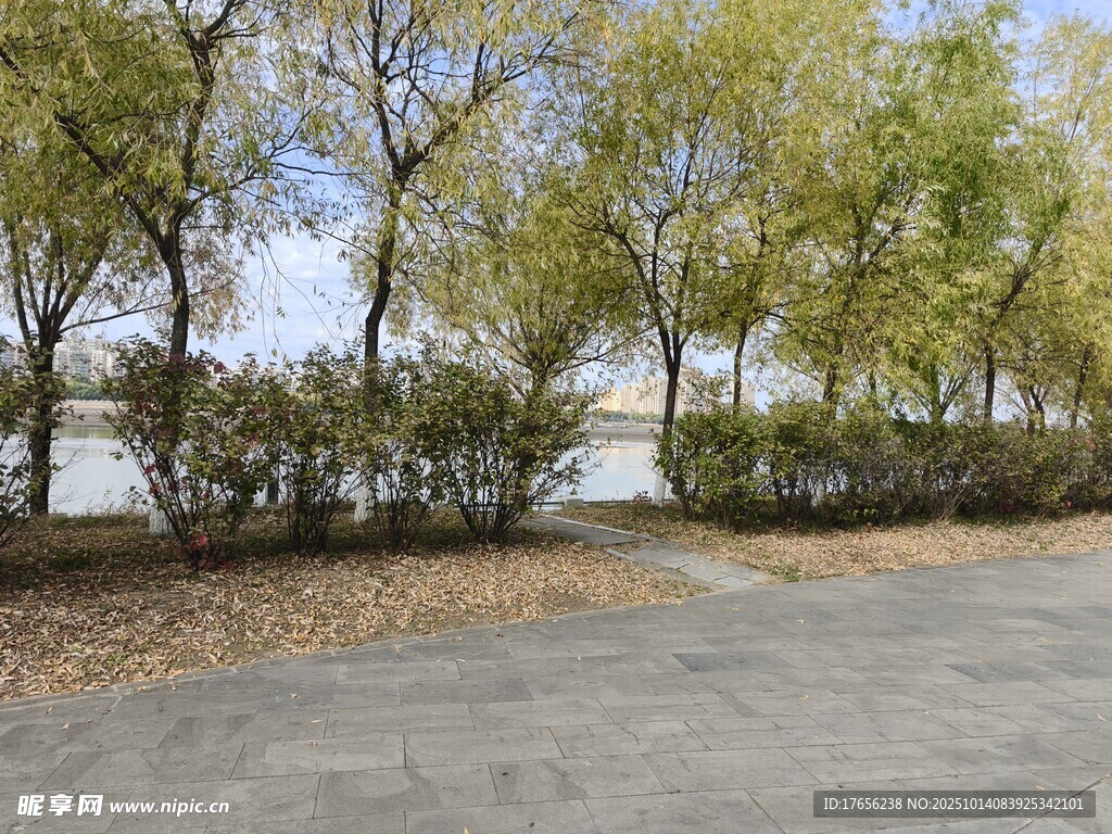 秋日河畔林荫道美景