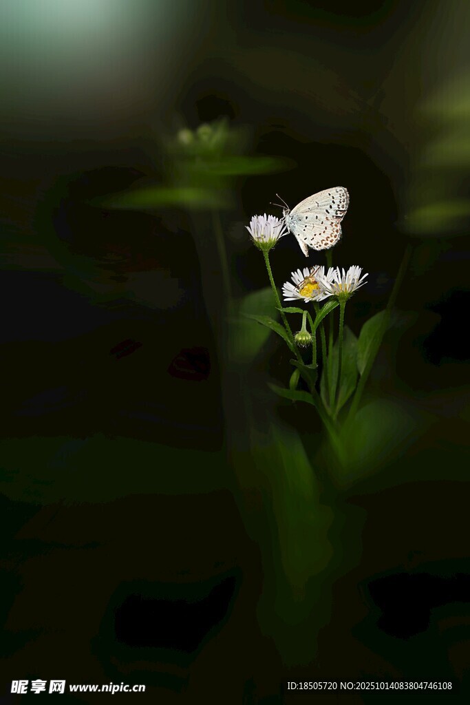 白色小花绽放绿意中