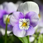三色堇花卉特写