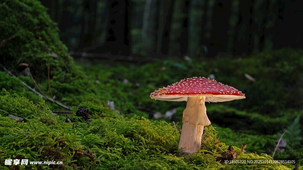 森林中鲜艳的红蘑菇