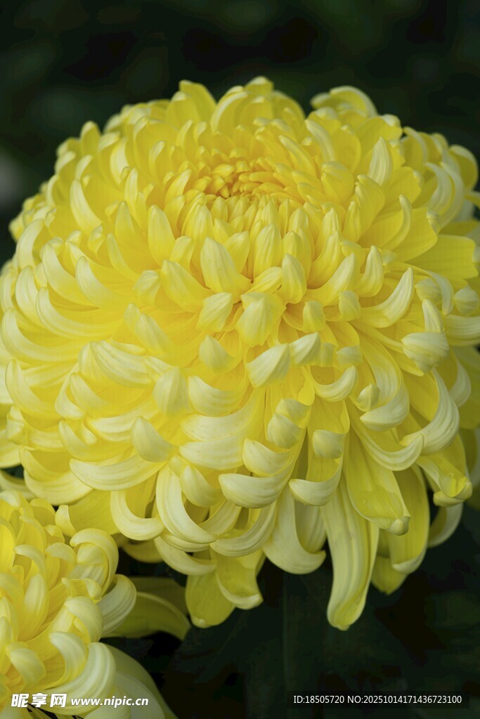 黄色菊花特写