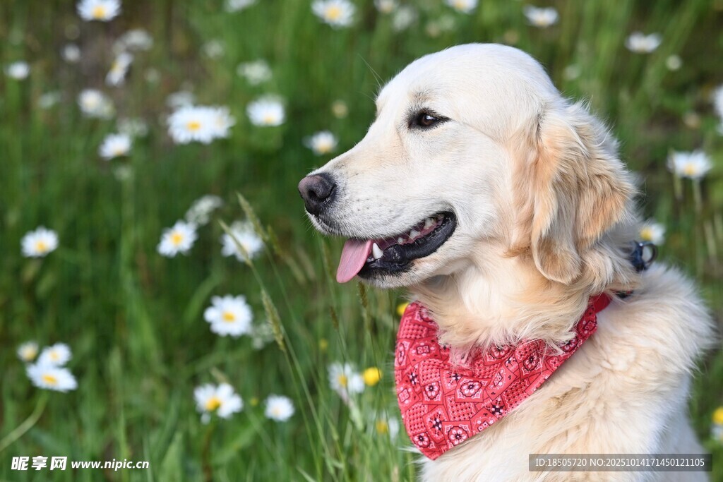 戴红围巾的可爱金毛犬