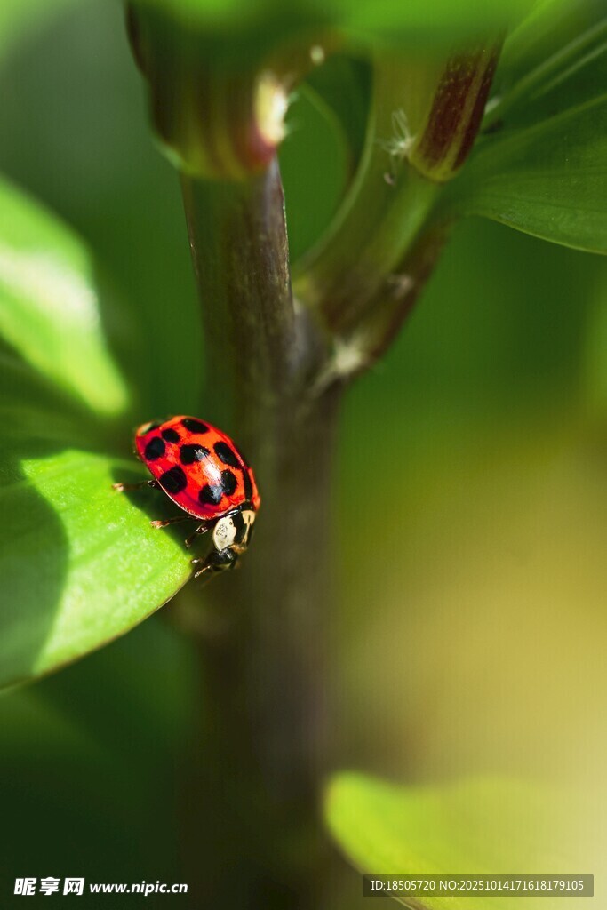 绿叶上的红黑斑点瓢虫