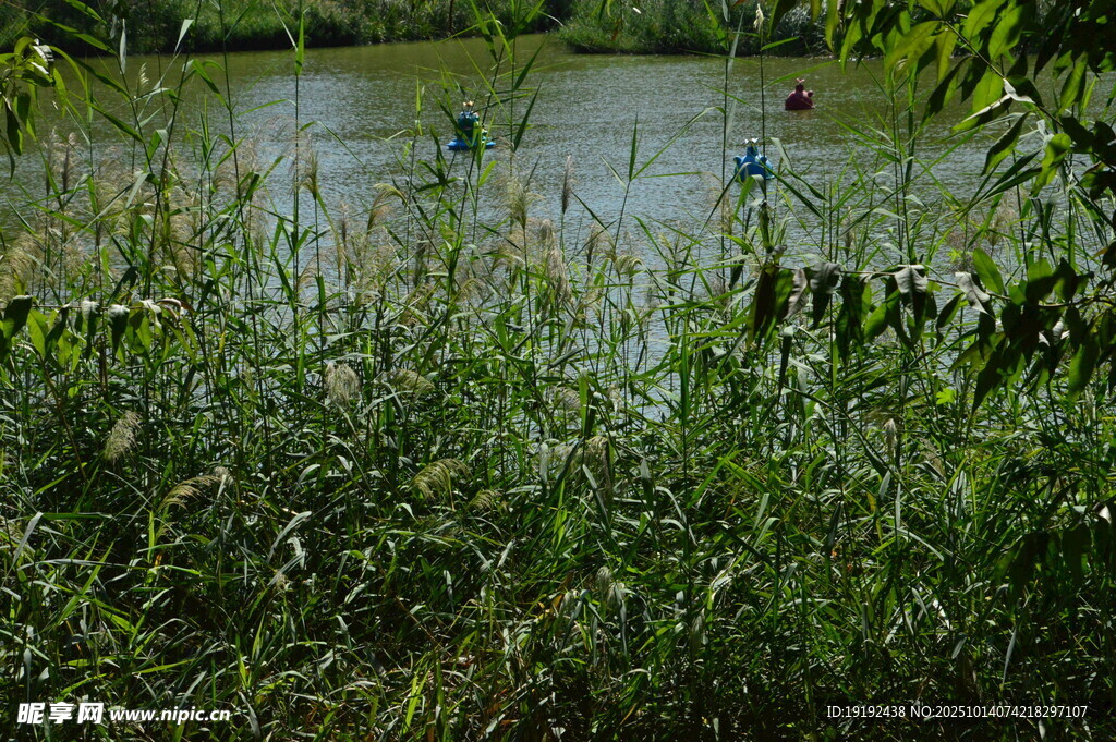 芦苇芦花 