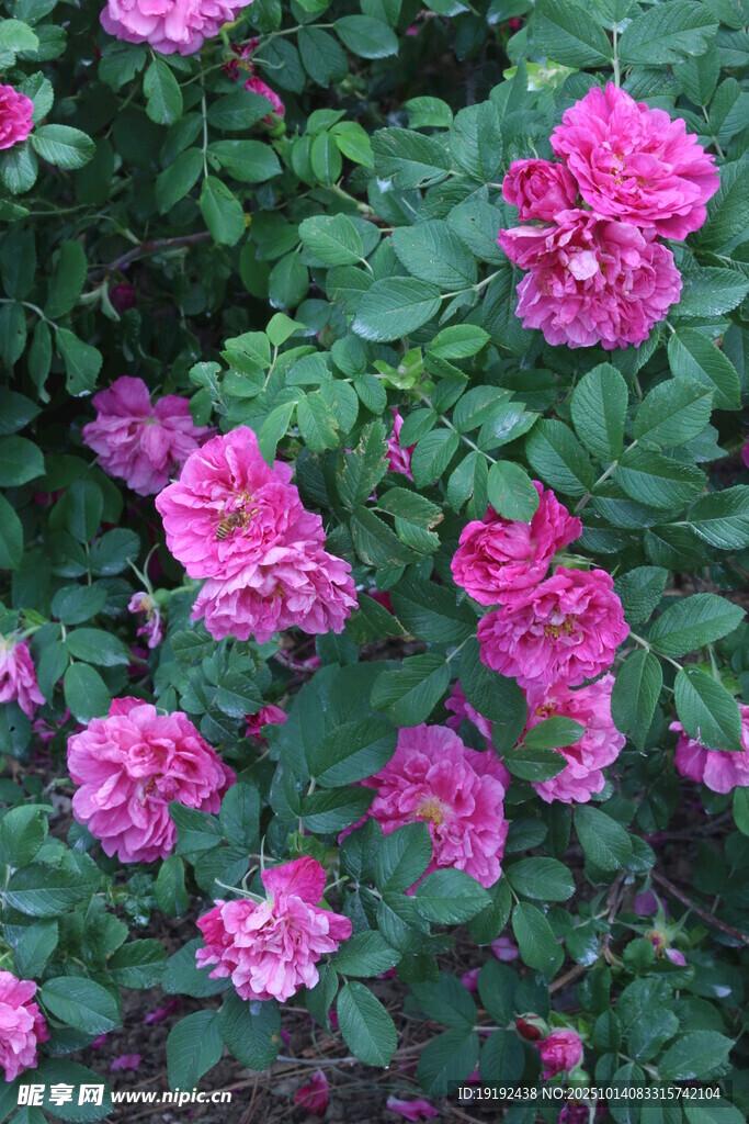 玫瑰花 