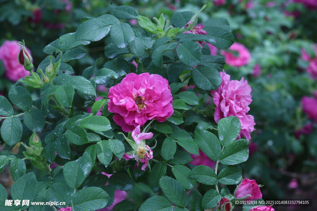 玫瑰花  