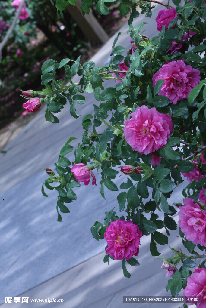 玫瑰花  