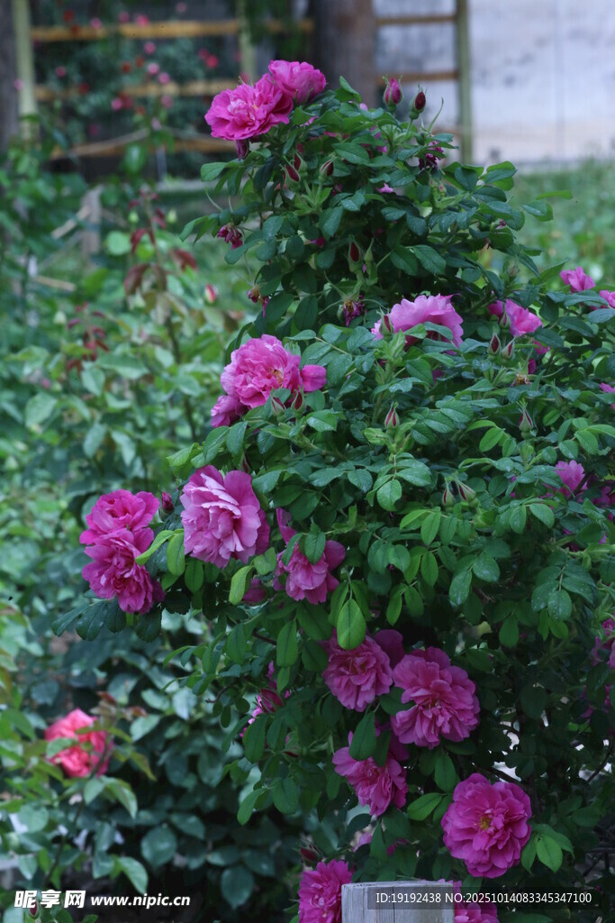 玫瑰花  