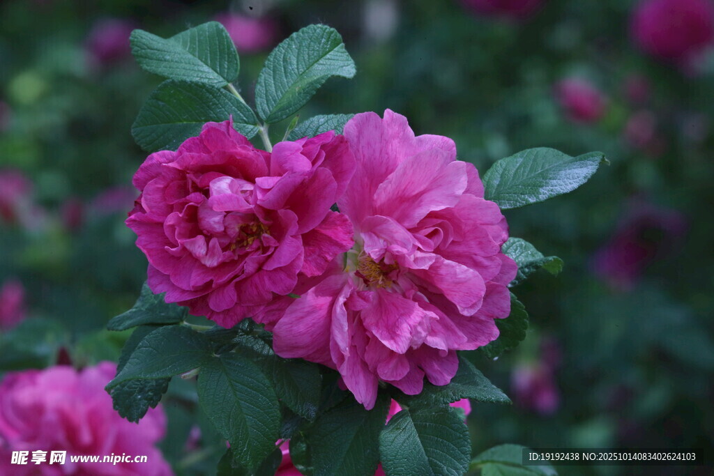 玫瑰花  