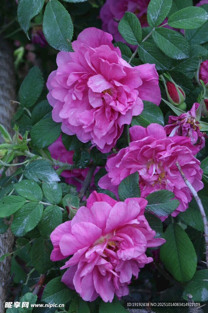 玫瑰花  