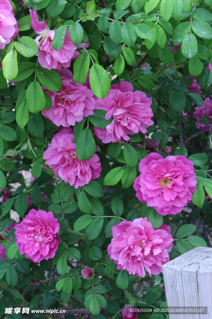 玫瑰花 