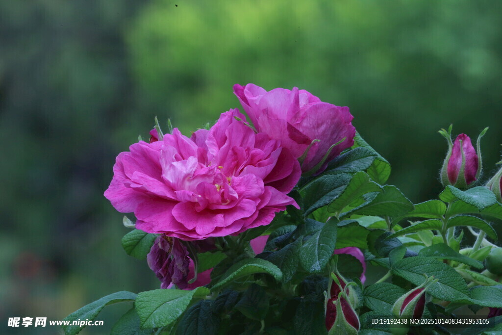 玫瑰花  