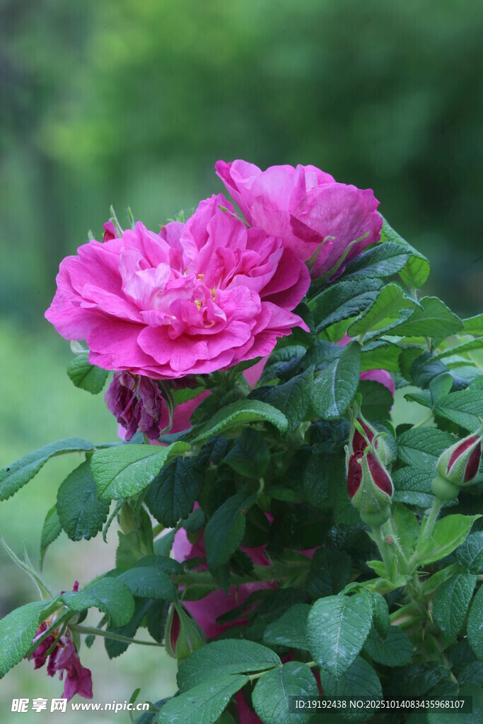 玫瑰花 