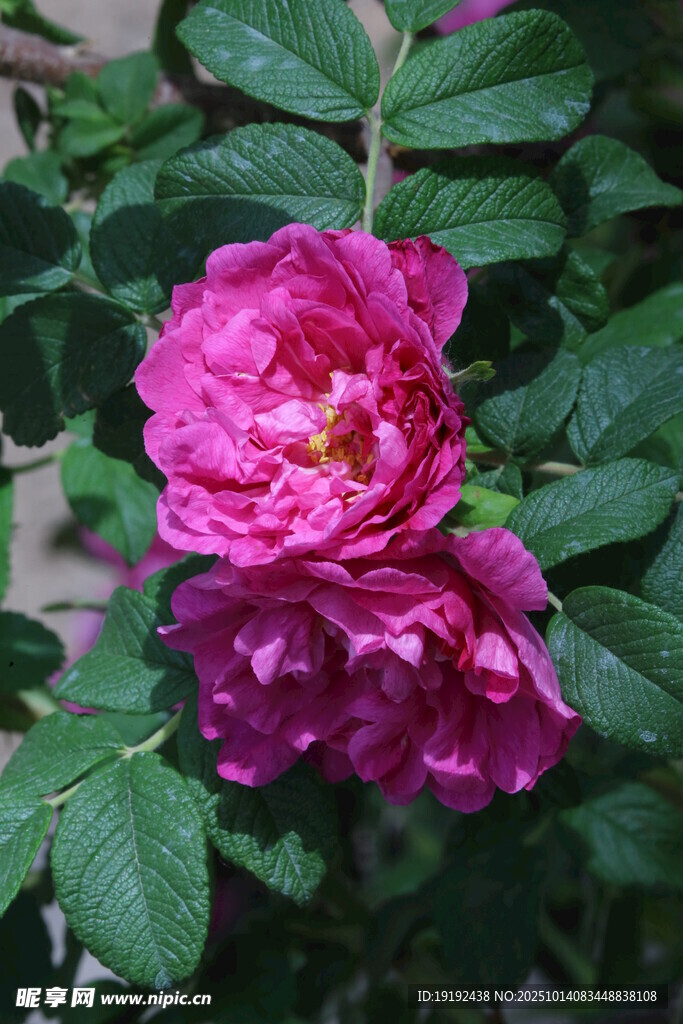 玫瑰花 