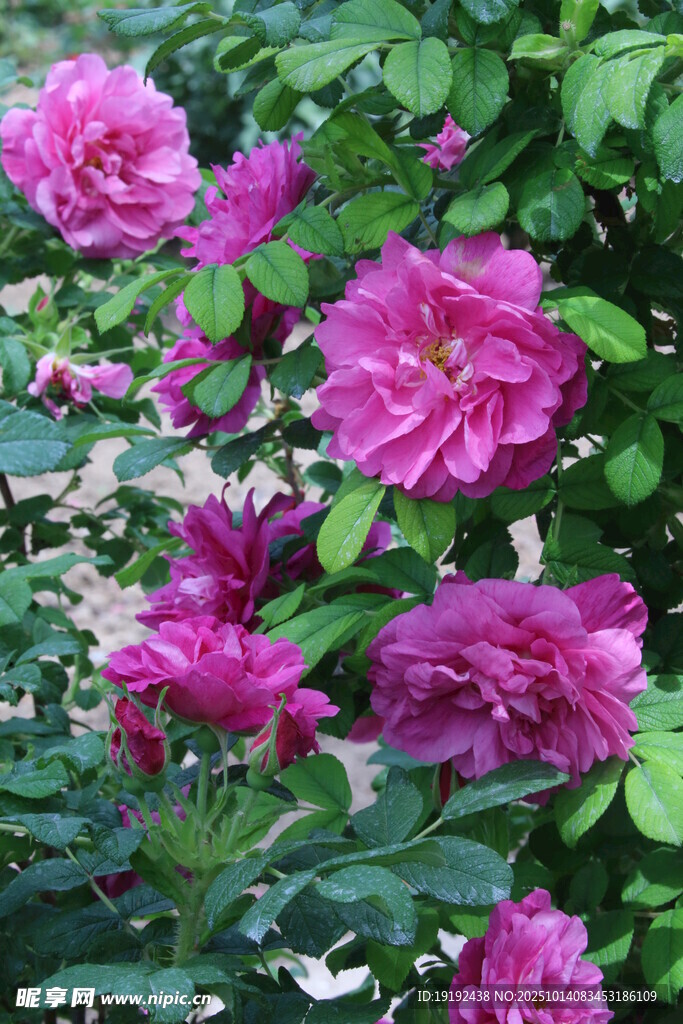 玫瑰花 
