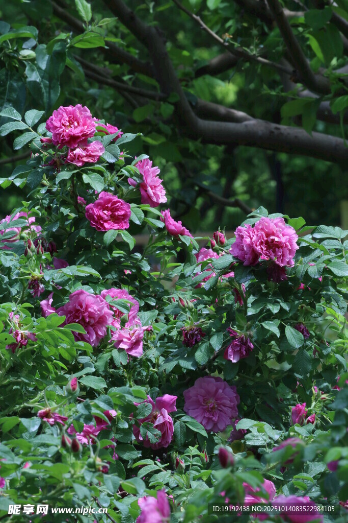 玫瑰花 
