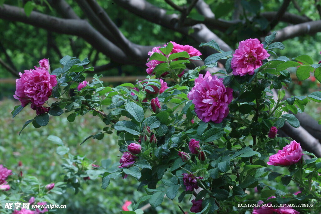 玫瑰花  