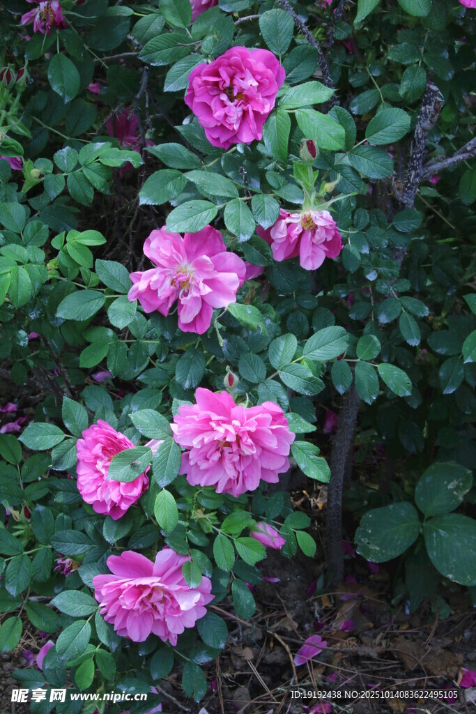 玫瑰花 