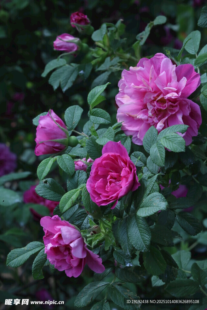 玫瑰花 
