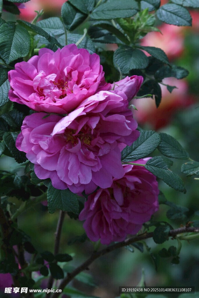 玫瑰花 
