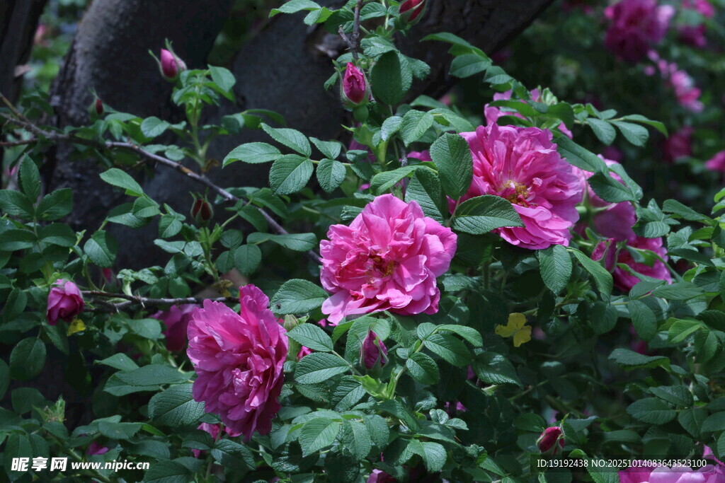 玫瑰花  