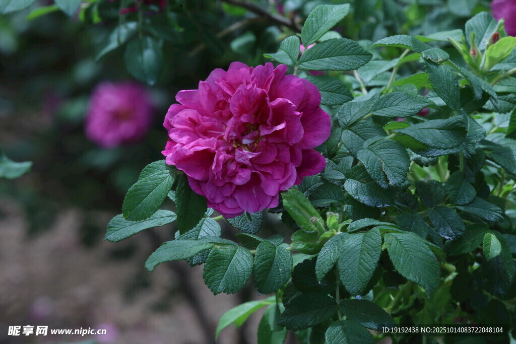 玫瑰花  