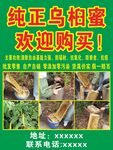 纯正乌桕蜜