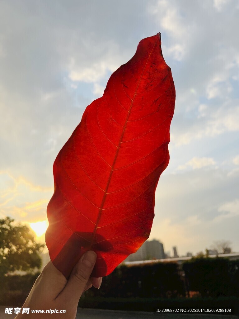 大花紫薇的红叶