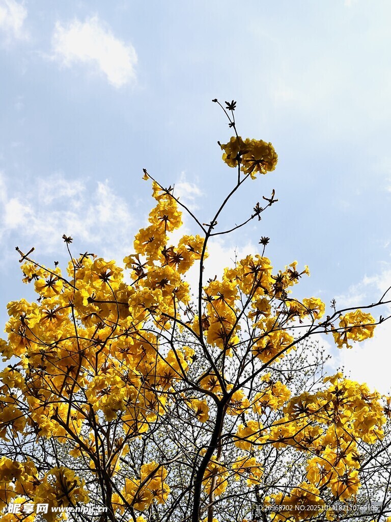黄玲花