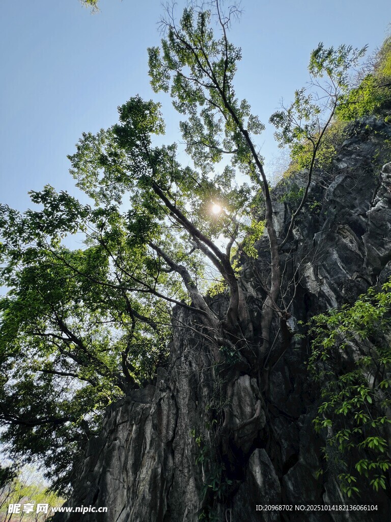 悬崖峭壁上的榕树