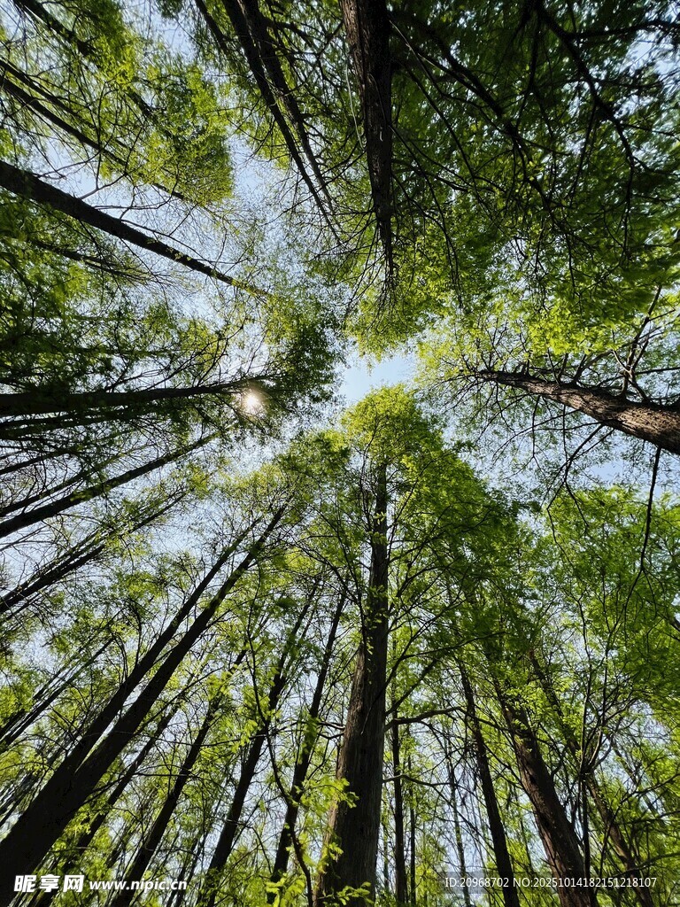 七星岩水杉林
