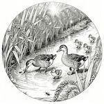 池塘中漫步的鸭群 鸭稻共生 