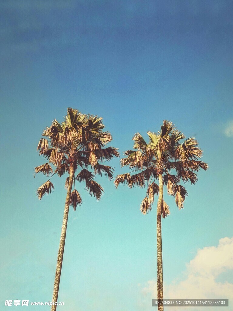 蓝天映衬下的两棵棕榈树