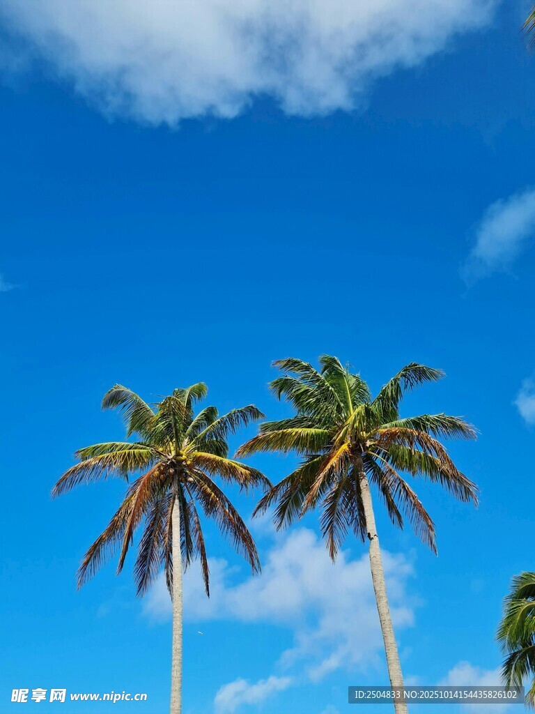 蓝天映衬下的两棵棕榈树