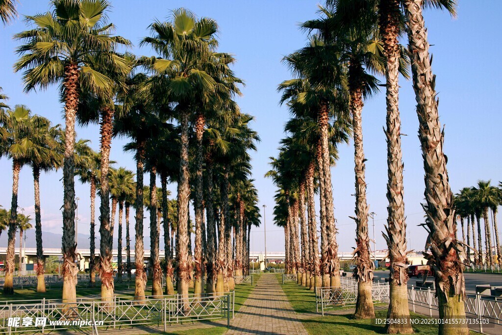 椰林成排的美丽户外景致