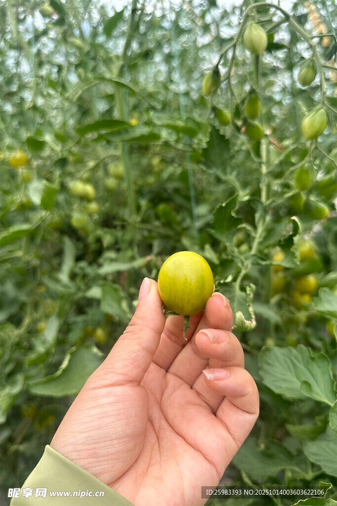 番茄栽培