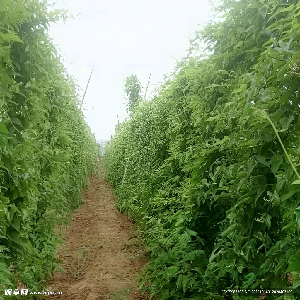 山药栽培