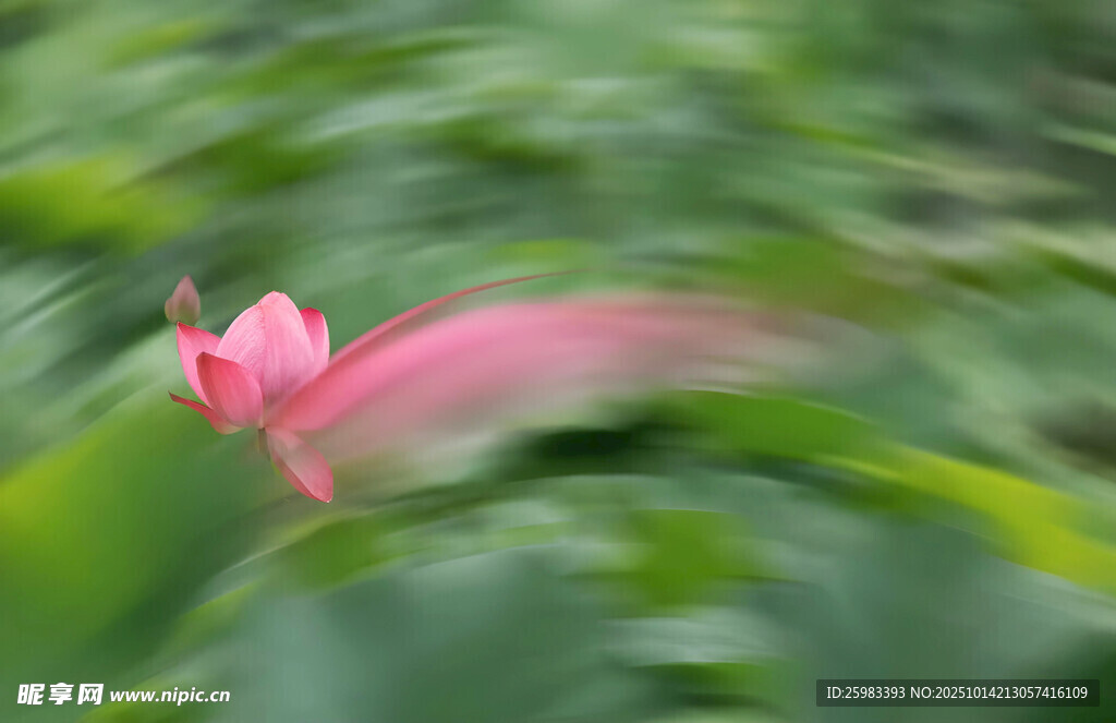 荷花摇曳